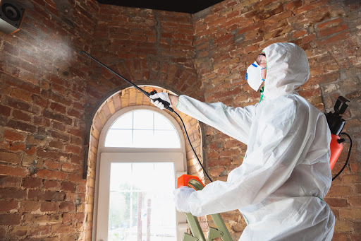 Mold remediation specialists treat walls