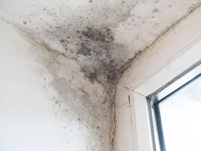 Mold forms on the ceiling of home from pipe leak