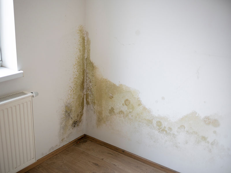 Mold spreading up a wall corner and along the baseboard of a La Jolla home