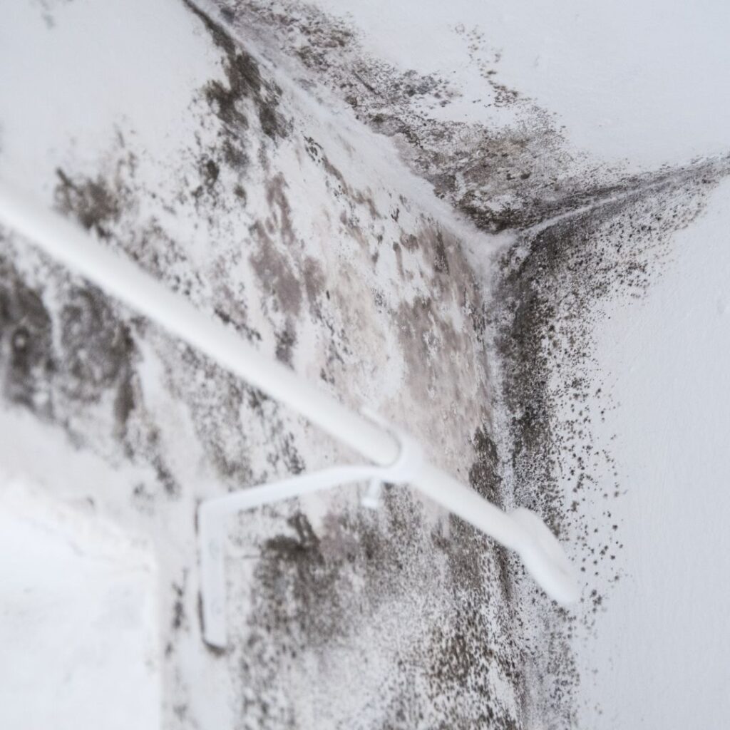 Mold from moisture in home
